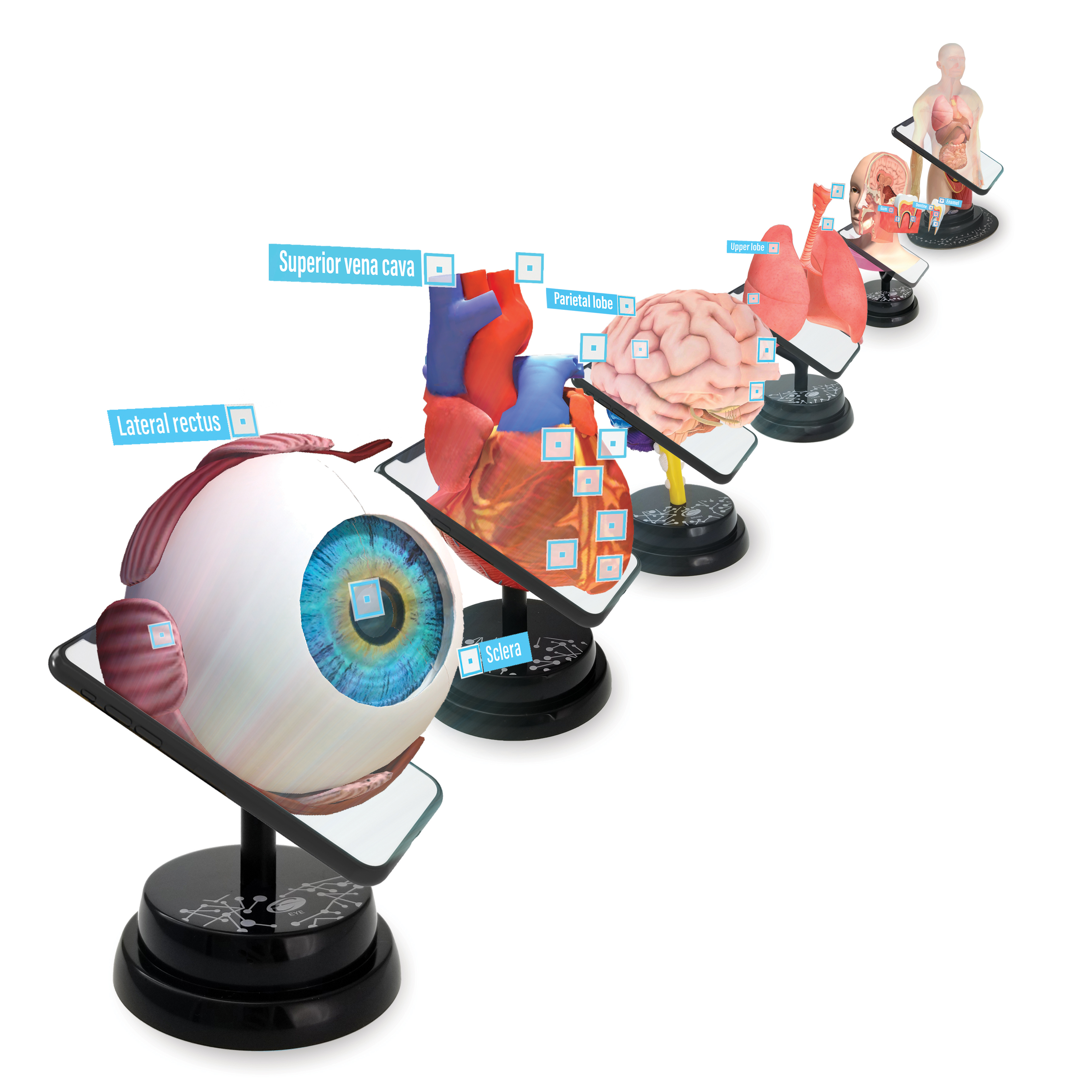 Toys - AR Human Science series